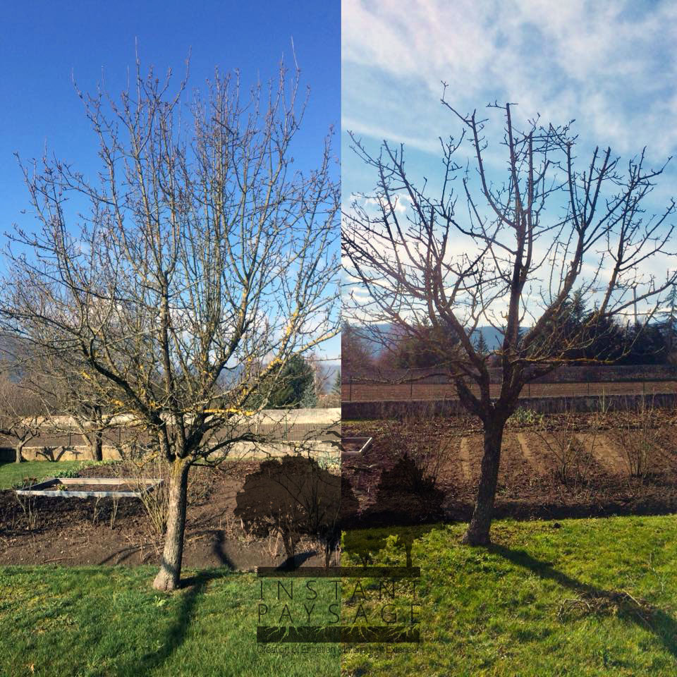 Taille arbre fruitier - ©Instant Paysage